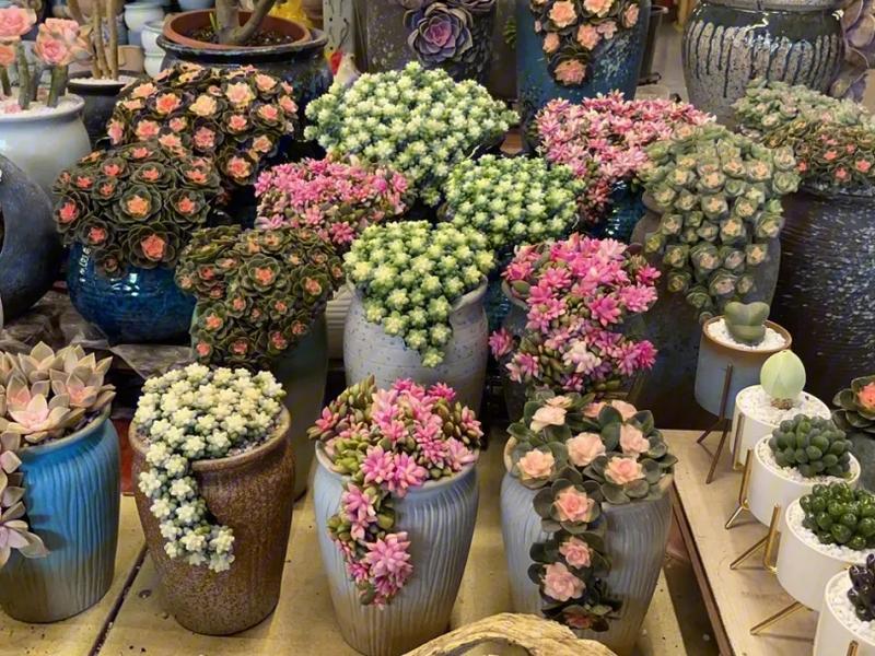 斗南花市
